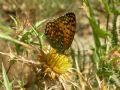 Argynnis elisa